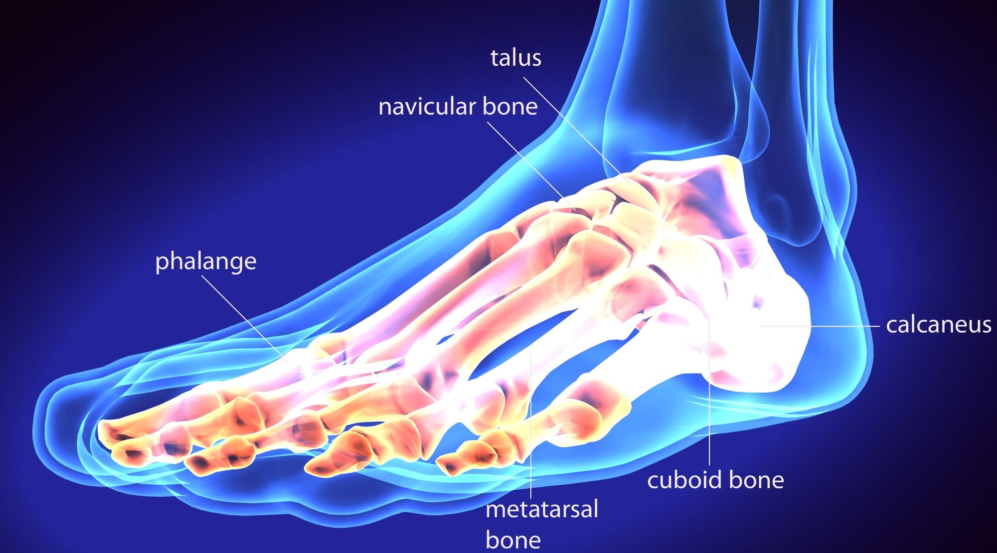 All you need to know about foot bones