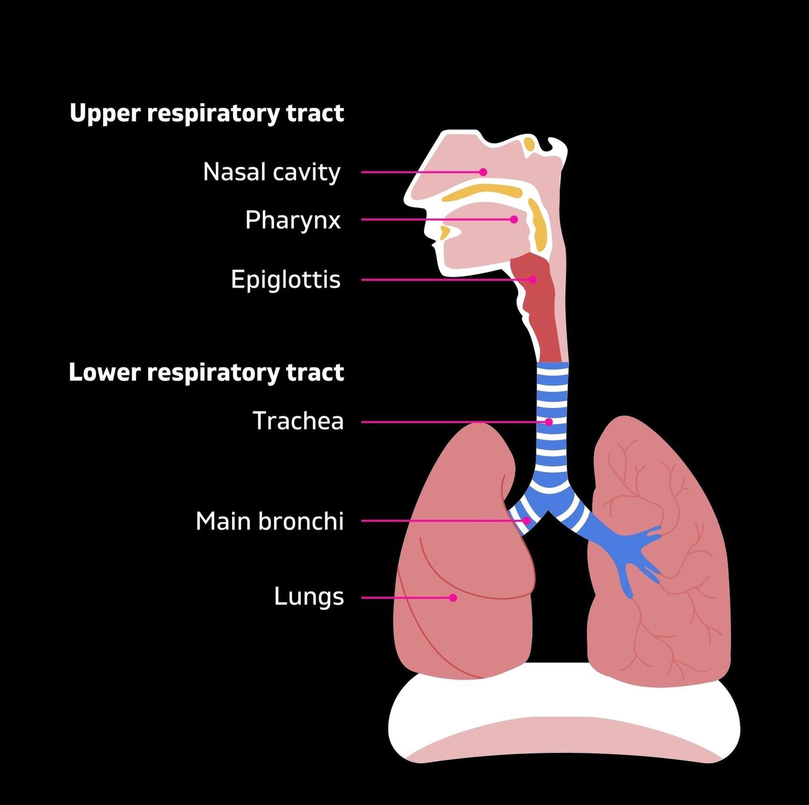 How To Breathe Correctly While Running